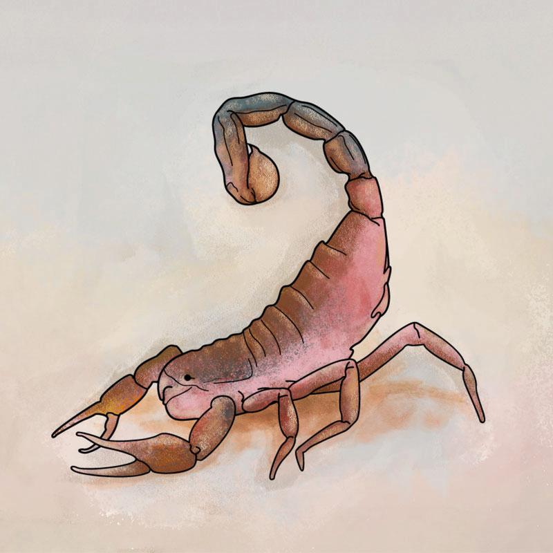 Scorpion illustration with painting style