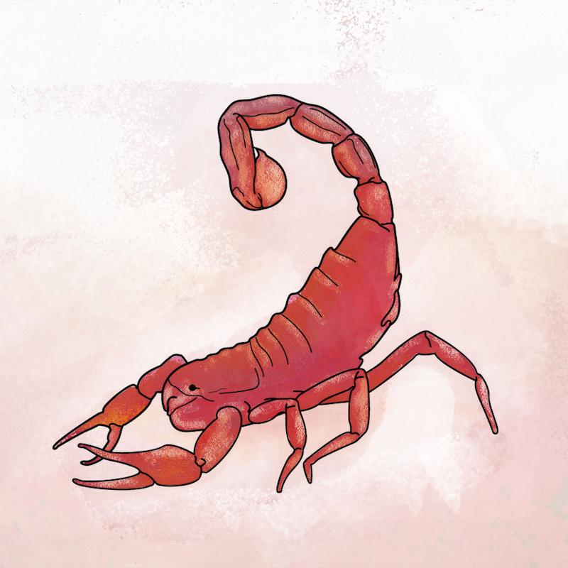 Scorpion illustration with a dark red overtone and painting style
